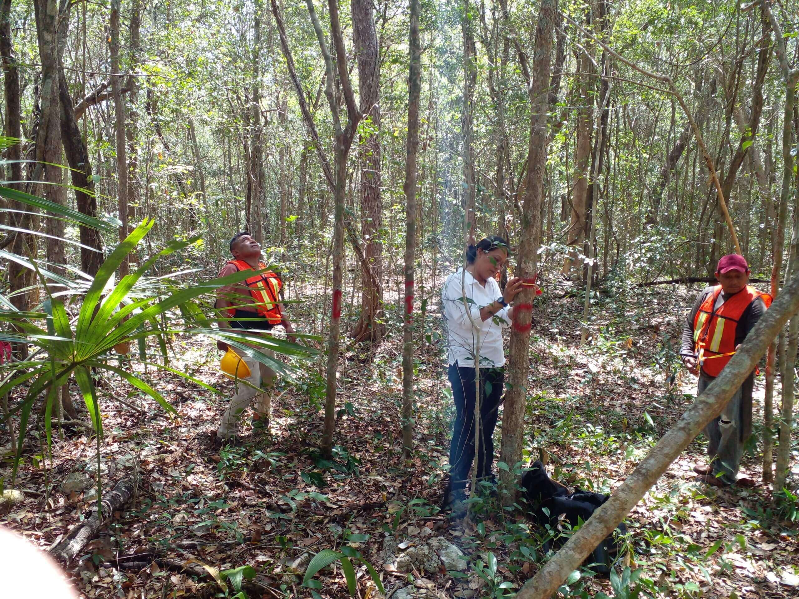 Forestry workers measuring trees in a managed forest