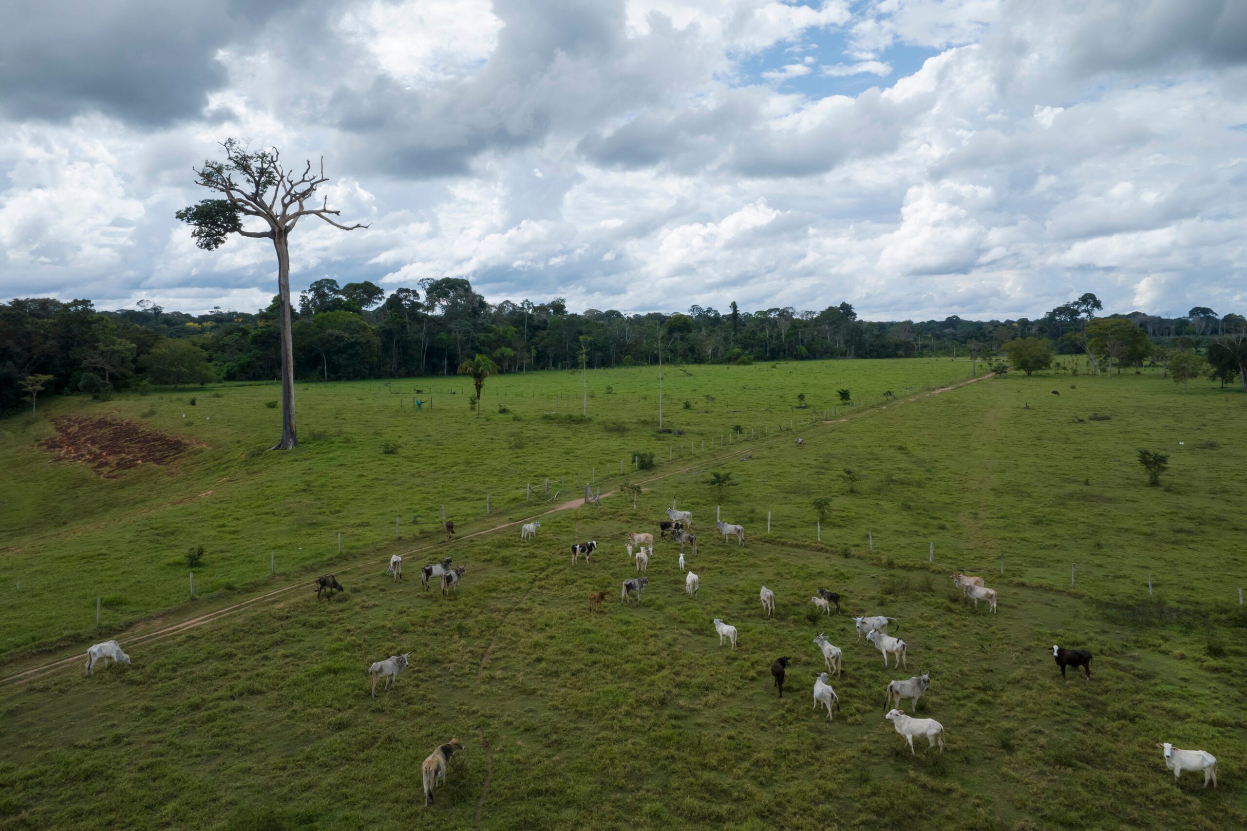 Forest edge in the Tahuamanu region of the Peruvian Amazon